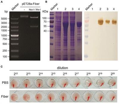 Fiber Protein Produced in Escherichia coli as a Subunit Vaccine Candidate Against Egg-Drop Syndrome 76